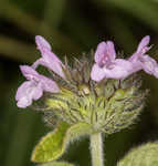 Wild basil 